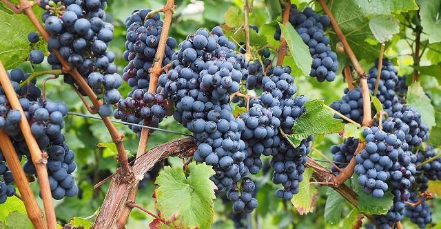Rechercher un spécialiste de la vente des domaines viticoles Var